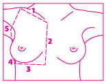 diagram of a pattern to follow for a self breast exam