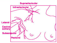 Diagram of woman's shoulder and chest area for a self breast exam